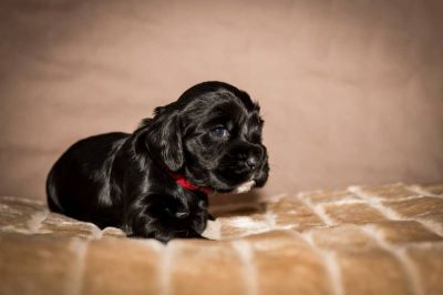 Y Littel die Herzensbrecher Coco Chanel A Wurf_35