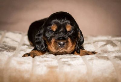 Y Littel die Herzensbrecher Coco Chanel A Wurf_46