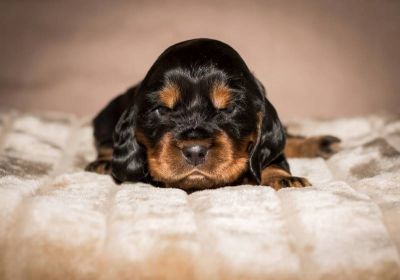 Y Littel die Herzensbrecher Coco Chanel A Wurf_47