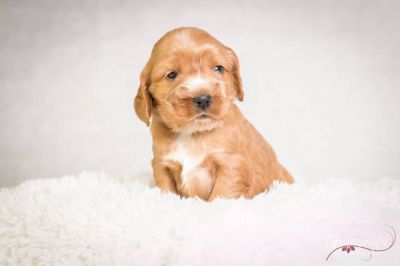 Uma von Dream Cocker_5