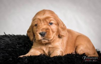 Urmel  von Dream Cocker_2