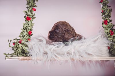 Unsere Coco Chanel Syrbianus und Barny von Dream Cocker Babys_1