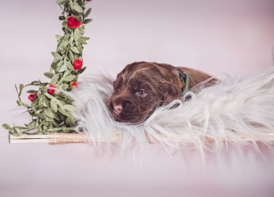 Unsere Coco Chanel Syrbianus und Barny von Dream Cocker Babys_3