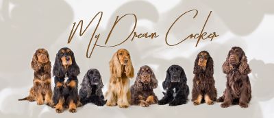 Unseren Wunderschönen Dream Cocker _10