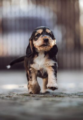Dream Cocker Babys_12