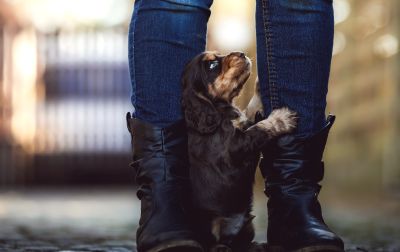 Dream Cocker Babys_27