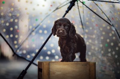 Dream Cocker Babys_28