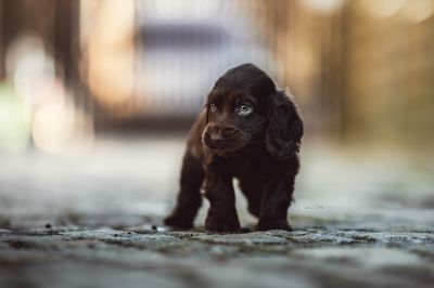 Dream Cocker Babys_30