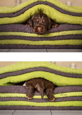 Dream Cocker Babys_74