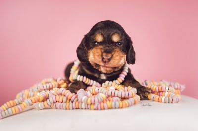 Dream Cocker Babys_96