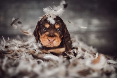 Dream Cocker Babys_35