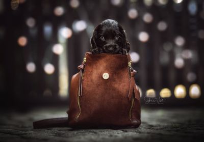 Dream Cocker Babys_45