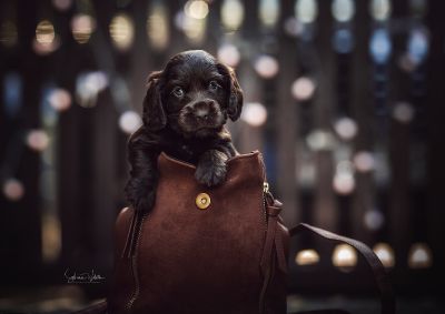 Dream Cocker Babys_54