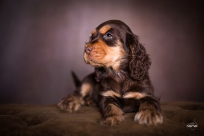Dream Cocker Babys_94