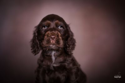 Dream Cocker Babys_96