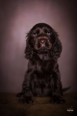 Dream Cocker Babys_98