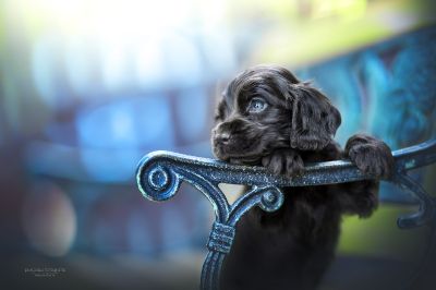 Dream Cocker Babys_104
