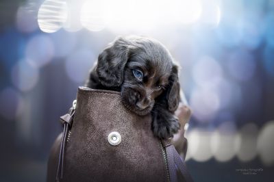 Dream Cocker Babys_110