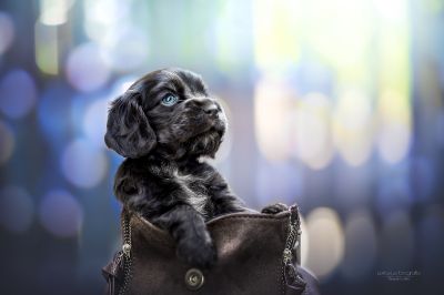 Dream Cocker Babys_111