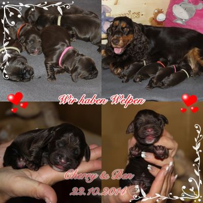 Hurra unsere Welpen sind da