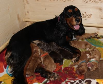 Hurra Gracias Welpen sind da _3