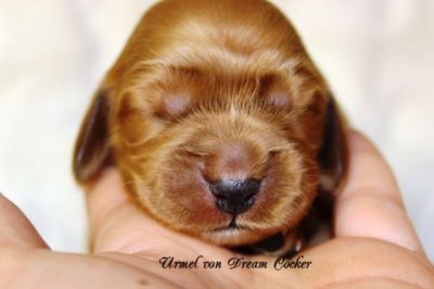 Wenn aus Liebe Leben wird...