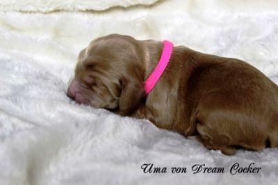 Wenn aus Liebe Leben wird...