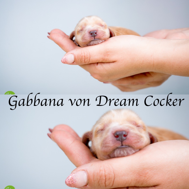 Gabanna von Dream Cocker