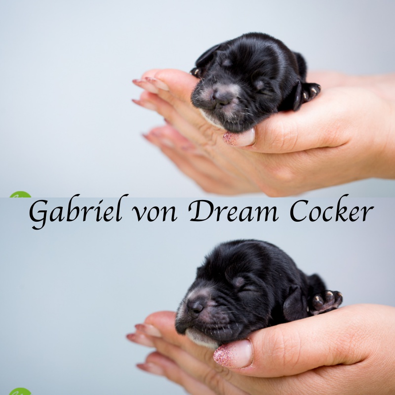 Gabriel von Dream Cocker