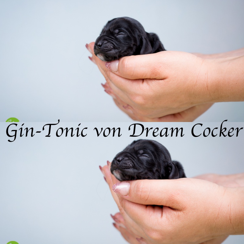 Gin Tonic von Dream Cocker