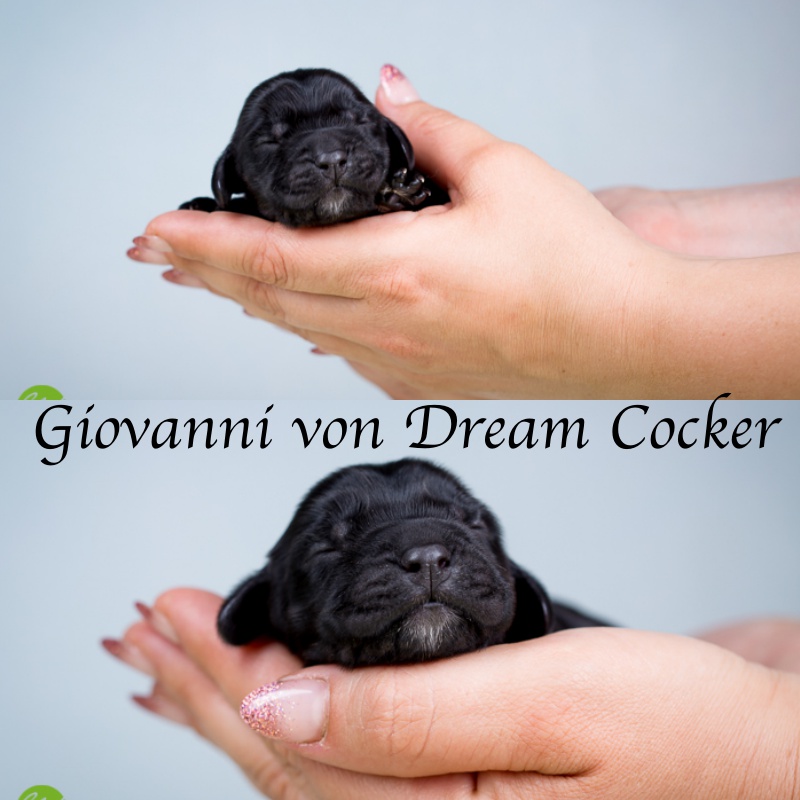 Giovanni von Dream Cocker