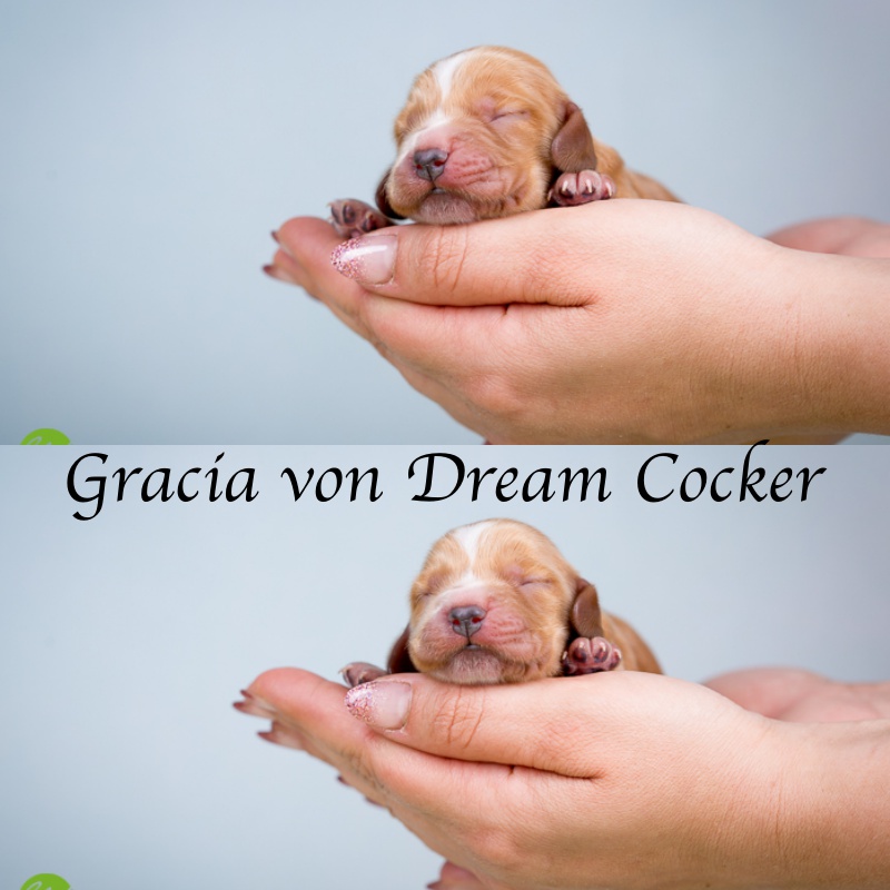 Gracia von Dream Cocker