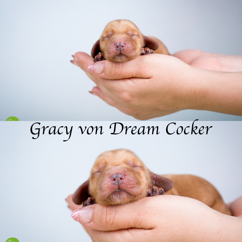 Gracy von Dream Cocker