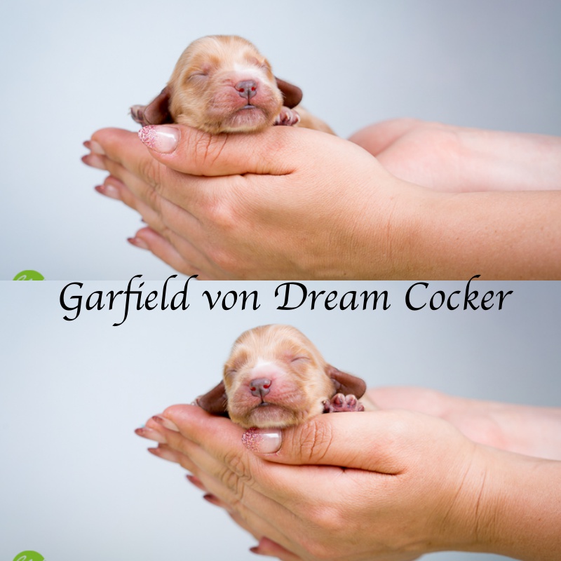 Grafield von Dream Cocker