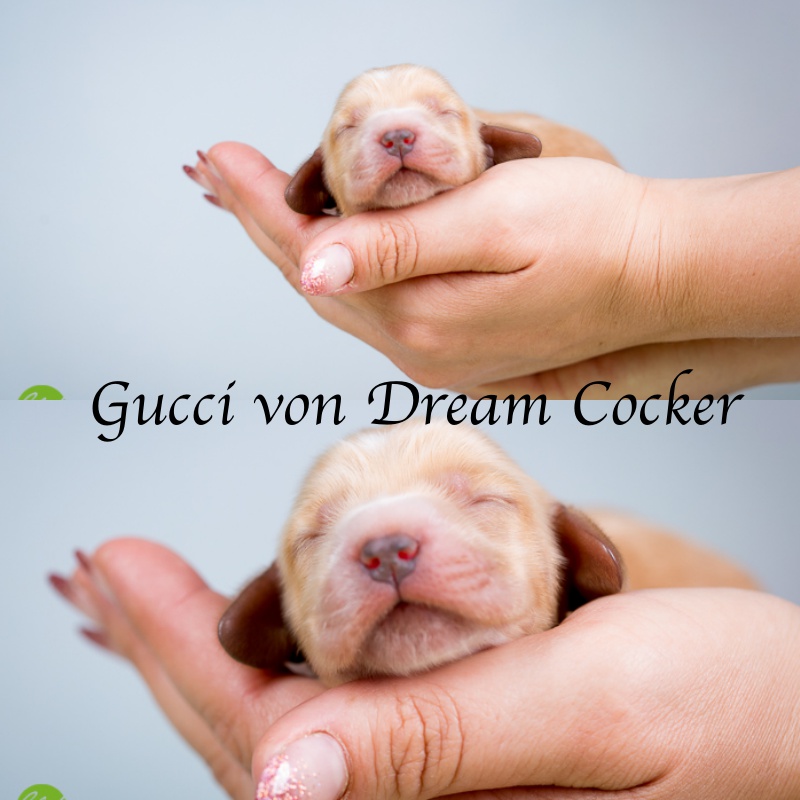 Gucci von Dream Cocker
