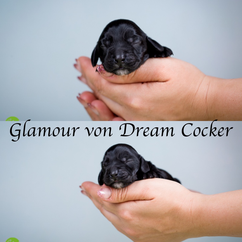 glamoure von dream cocker