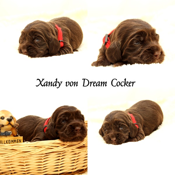 Xandy von Dream Cocker 2 wochen