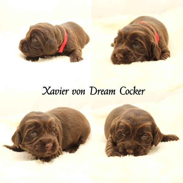 xavier von Dream Cocker