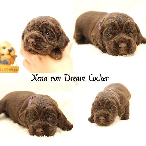 xena von dream cocker