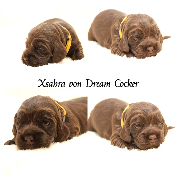 xsahra von Dream Cocker