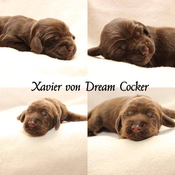 Xayier von Dream Cocker