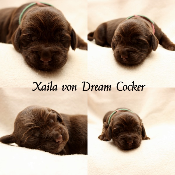 xaila dream cocker