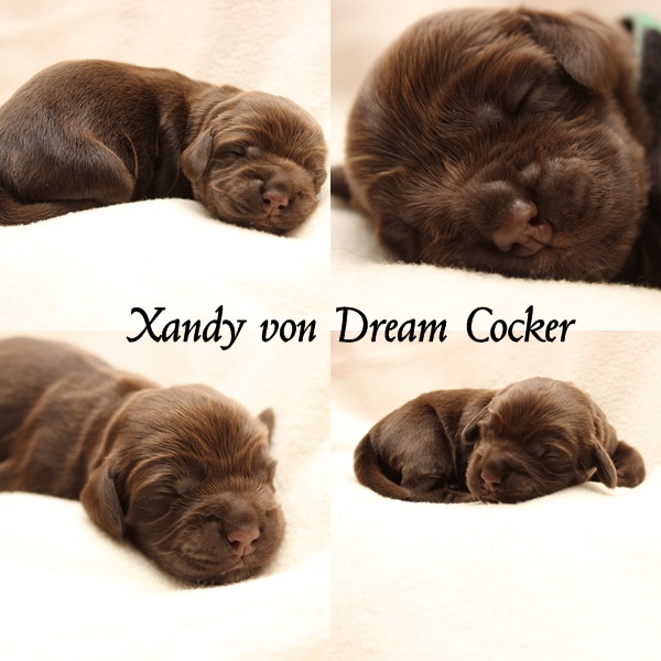 xandy dream cocker