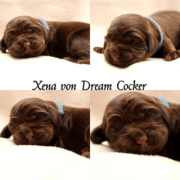 xena dream cocker