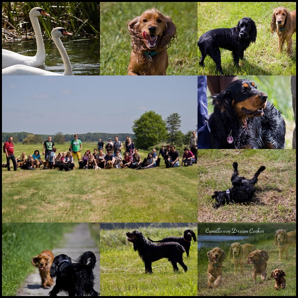 cocker treffen