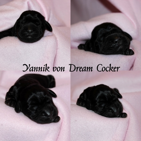 yannik dream cocker