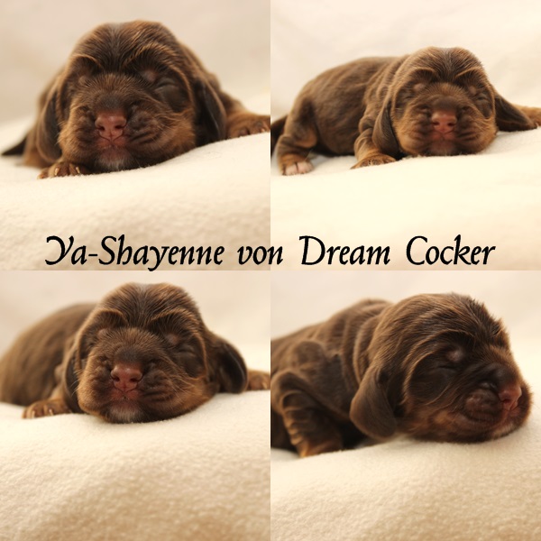 yashayenne dream cocker