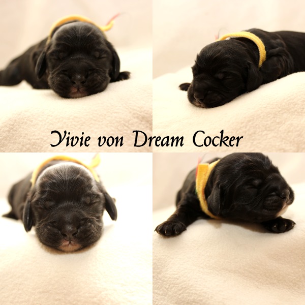 yivie dream cocker