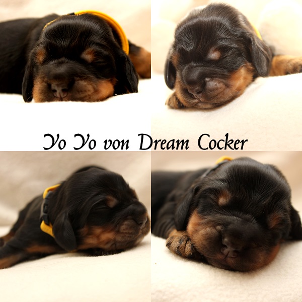 yo yo von dream cocker