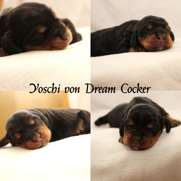 yoschi von dream cocker